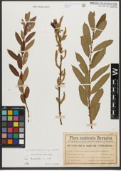 Foto von Salix triandra subsp. triandra L.